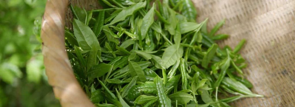 green tea, tea, koreatea-5301025.jpg